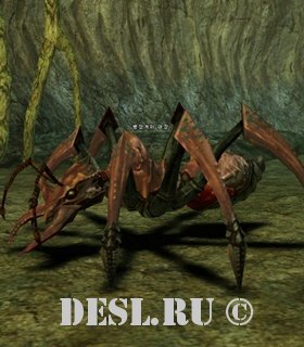    (Ant Warrior Captain) Lvl. 36, ID. 20088