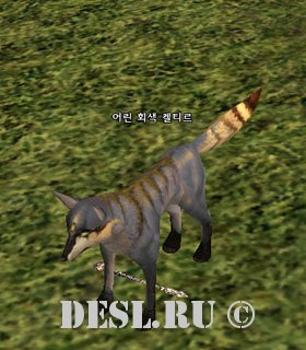    (Young Grey Keltir) Lvl. 1, ID. 22229